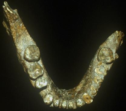 humanoid lower jaw (mandible) that was unearthed at the Chenjiawo Site in 1963