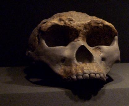 reproduction of the cranium that was unearthed at the Gongwangling Site in 1964