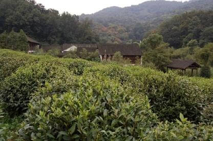 Tea fields near Longjing village
