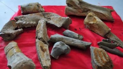 burnt animal bones unearthed at the Xihoudu Site