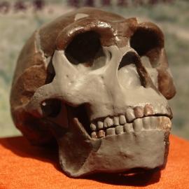 replica of the Peking Man Skull on display at the Peking Man Museum