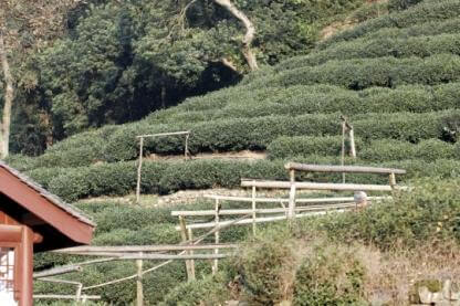 Longjing tea planting area near Hangzhou